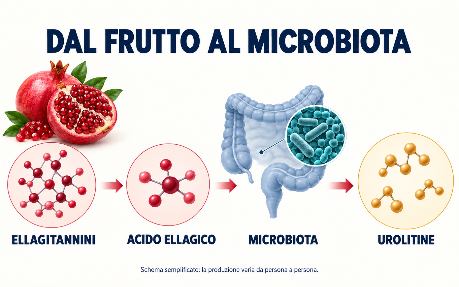 Schema del percorso dagli ellagitannini all’acido ellagico, trasformato dal microbiota intestinale in urolitine.